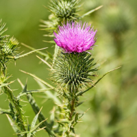 Cardo Mariano Cardo Mariano